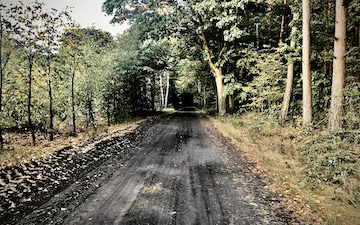 Road through forest in northwestern Poland