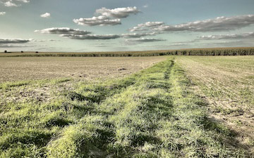 Southern Poland's fields