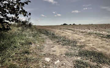 Southern Poland's fields