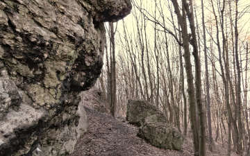 Jurassic Forest's Boulder