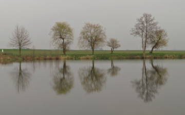 Lonely Trees on the edge