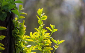 Euonymus