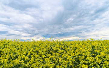 Southern Poland's fields