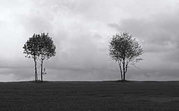 Lonely Trees