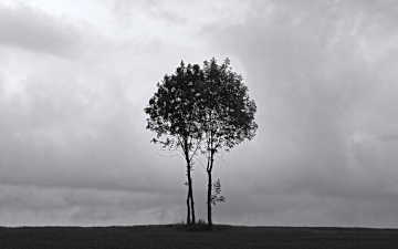 Lonely Trees