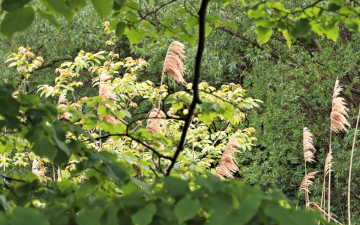 Plants around Fenced Lakes