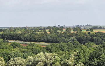 Road through forest