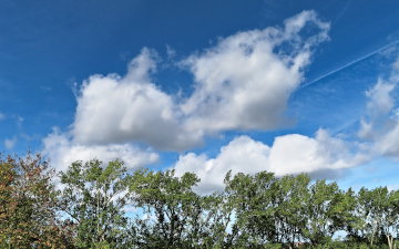 Clouds over trees