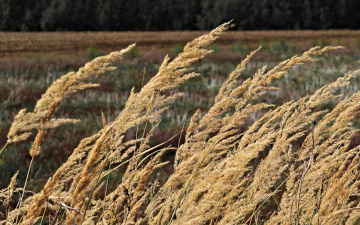 Fields of gold