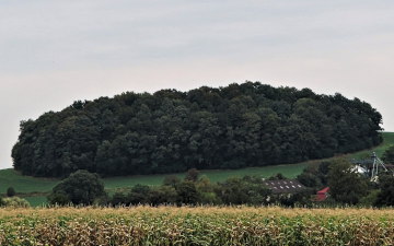 Trees on The Hill