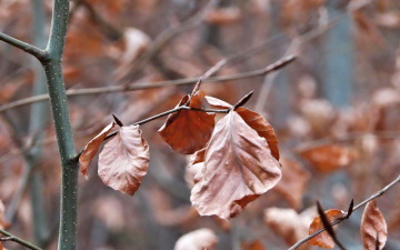 Winter Leaves