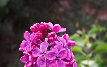 Syringa Vulgaris