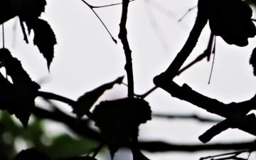 Plants' silhouette