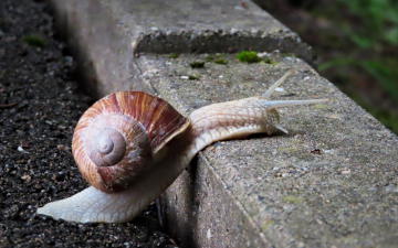 Snail