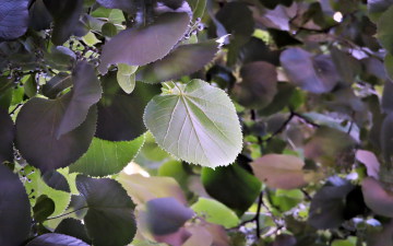 Leaves on a tree