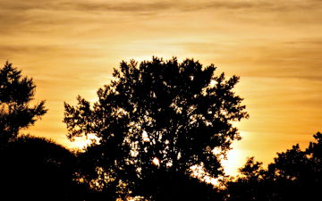 Sunset Highlighted Tree