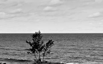 Tree and the sea