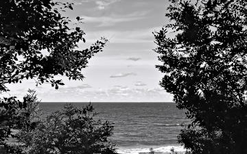 Trees and the sea