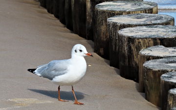 The Seagull