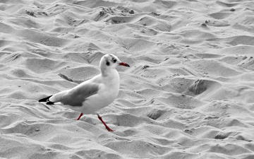 Beach Guardian