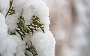 First Snow