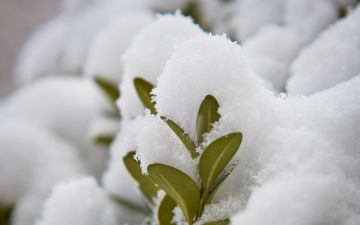 Snowy Garden