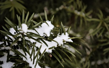 Snowy Foliage