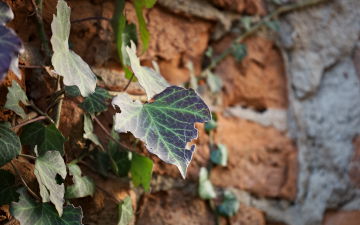 Foliage