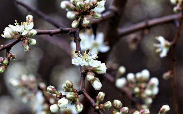 Spring flowers