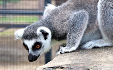 The Lemur