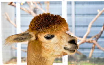 The Alpaca