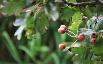 Crataegus