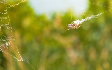 Spider On The Bridge